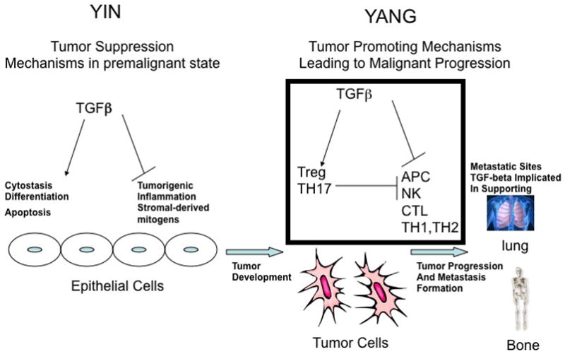 The polarization of immune cells in the tumour environment by TGFbeta. 